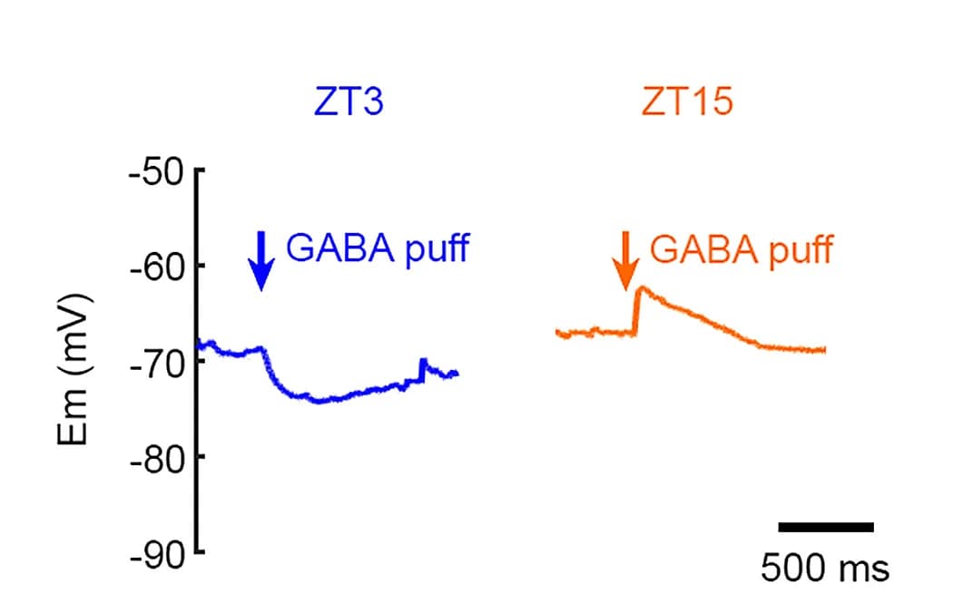 Open access visualization of Line Plot, Line Step, Current Clamp Recordings, GABAAR Activation, Electrophysiology