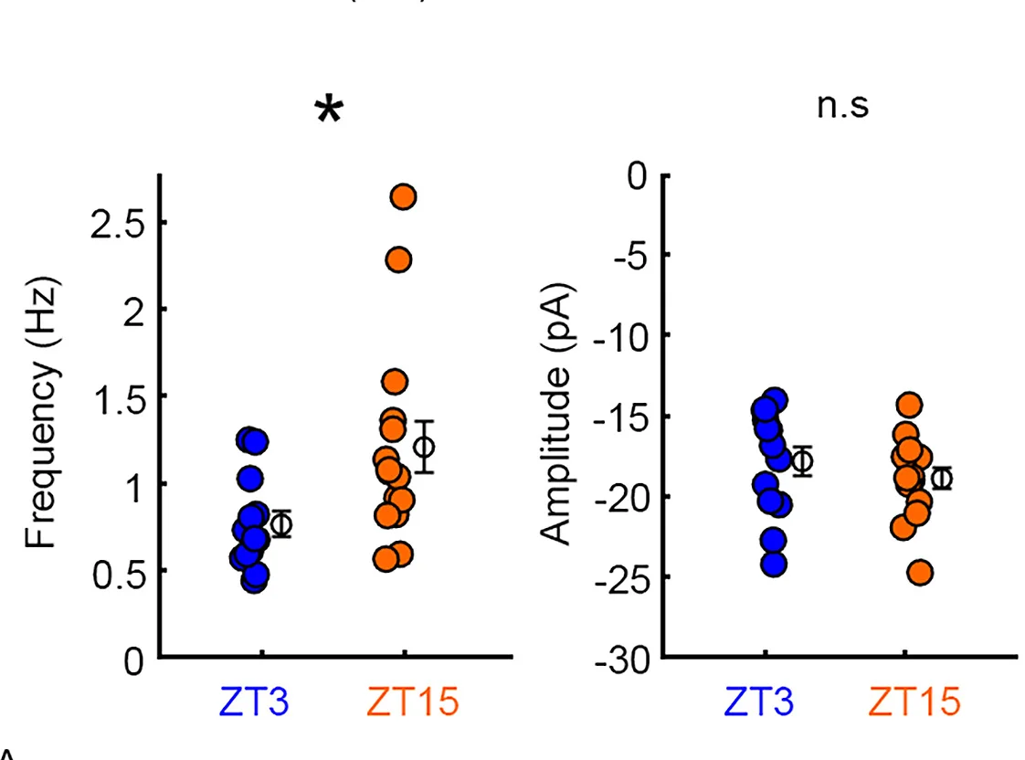Open access visualization of Scatter Plot, Error Bars, mEPSC Frequency, mEPSC Amplitude, Electrophysiology