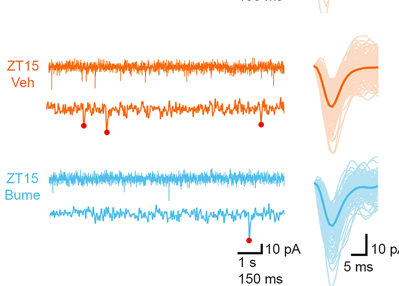 Open access visualization of Line Plot, Recordings, Vehicle, Bumetanide, Electrophysiology