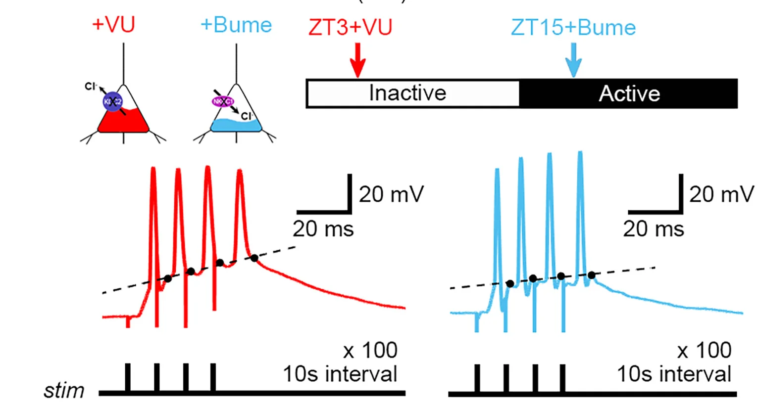 Open access visualization of Line Plot, Gramicidin Recordings, KCC2 Blocker, VU0463271, VU