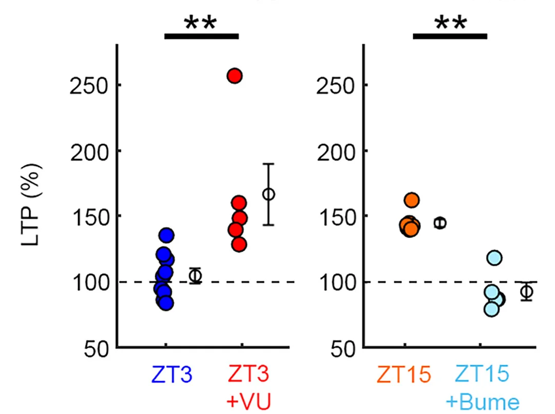 Open access visualization of Scatter Plot, Error Bars, Long-Term Potentiation, LTP, VU