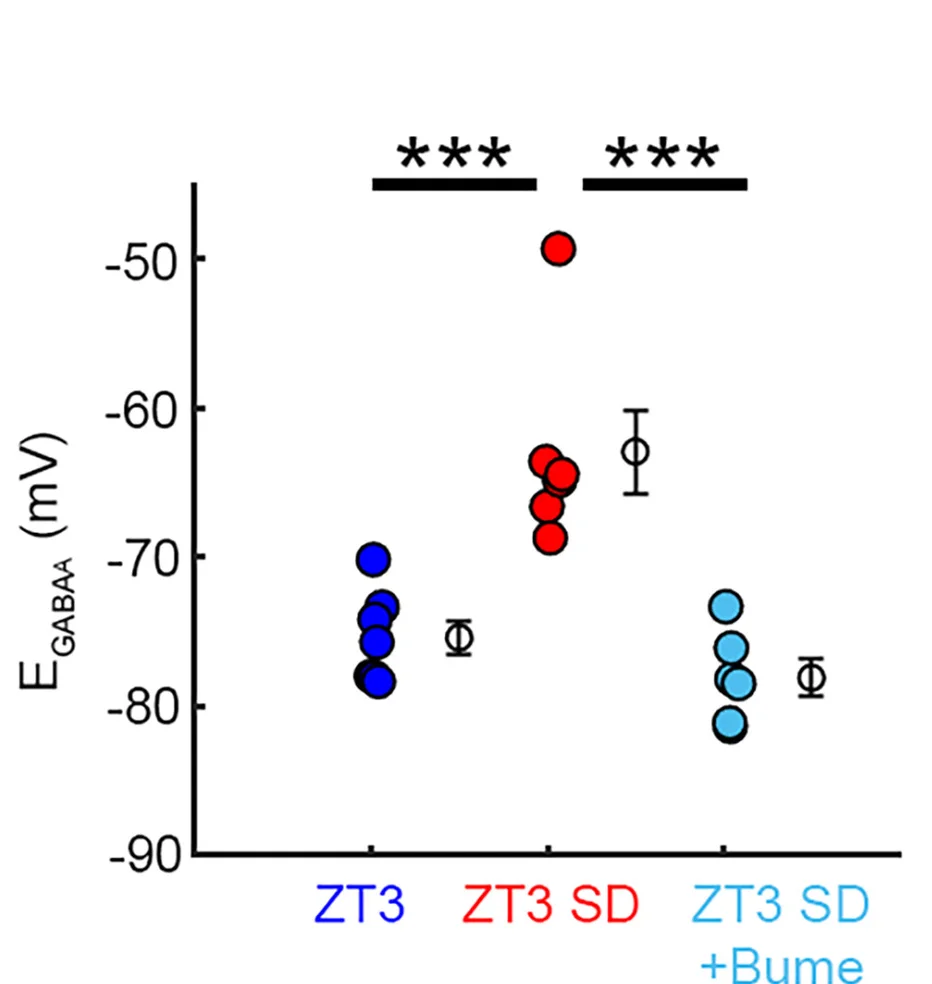 Open access visualization of Scatter Plot, Error Bars, EGABAA, Depolarization, Sleep Deprivation