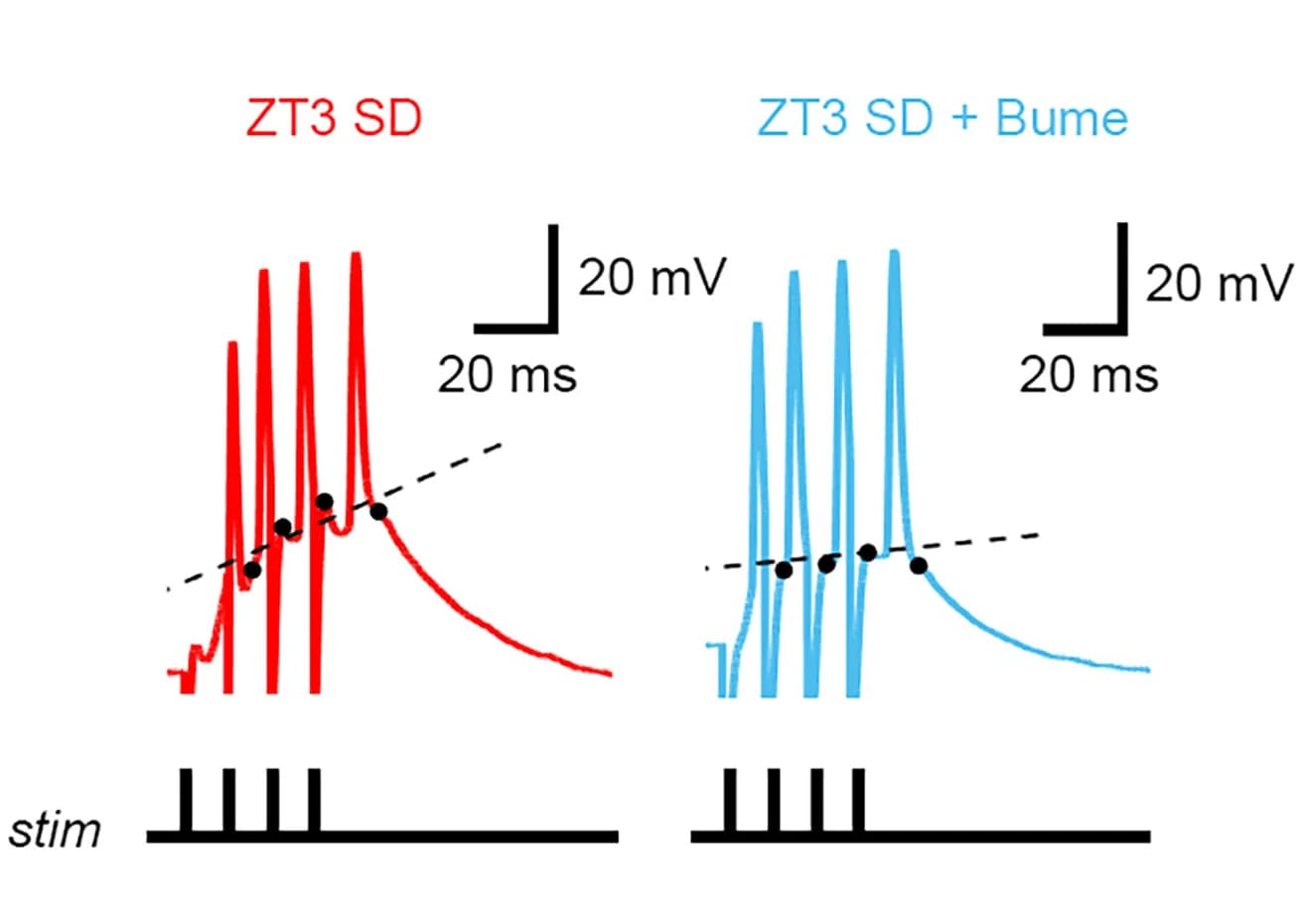 Open access visualization of Line Plot, Line Step, Stimulus Train, Long-Term Potentiation, LTP