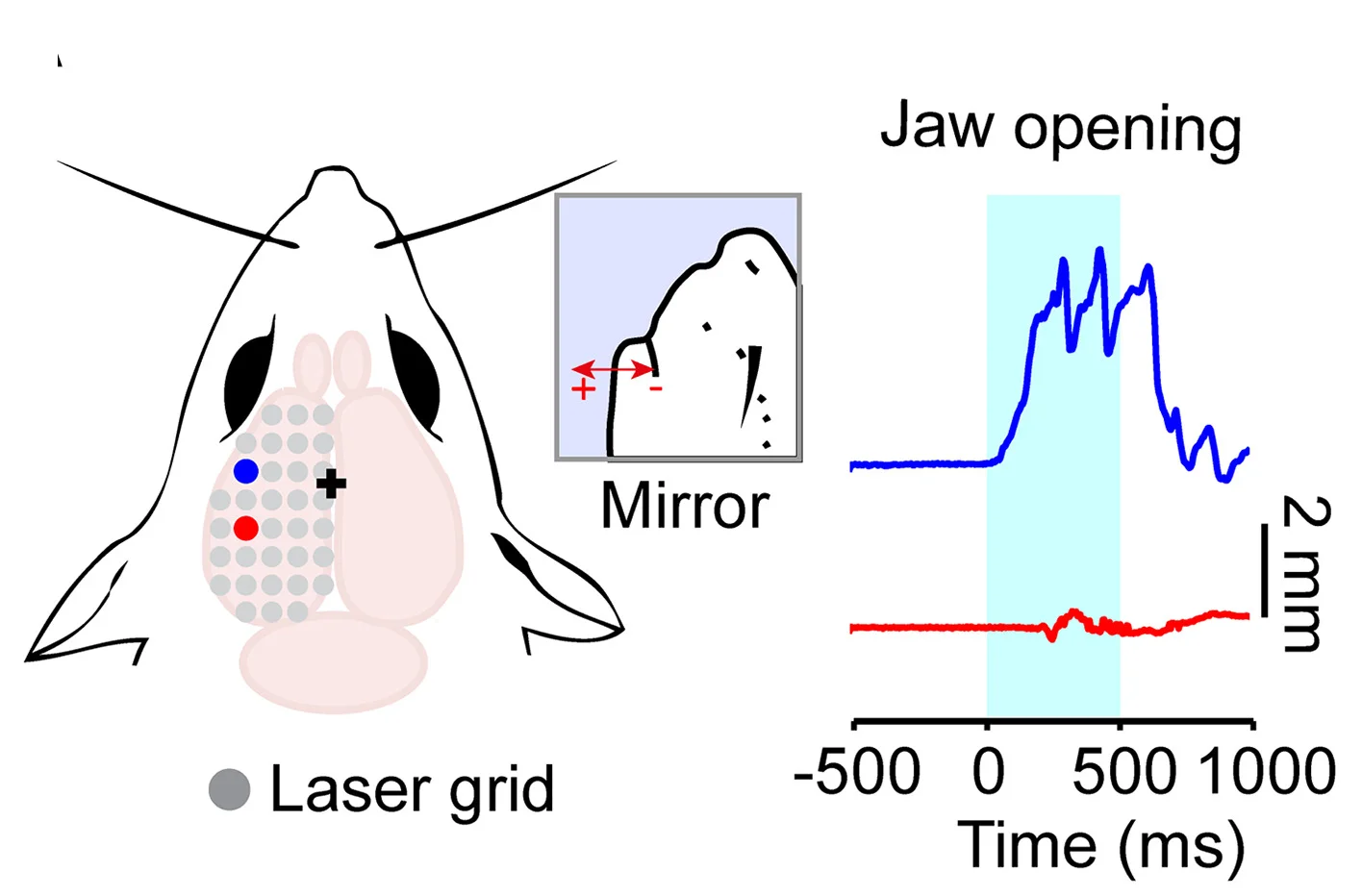 Open access visualization of Line Plot, Illustration, Optogenetic Stimulation, Cerebral Hemisphere, Behavioral Camera