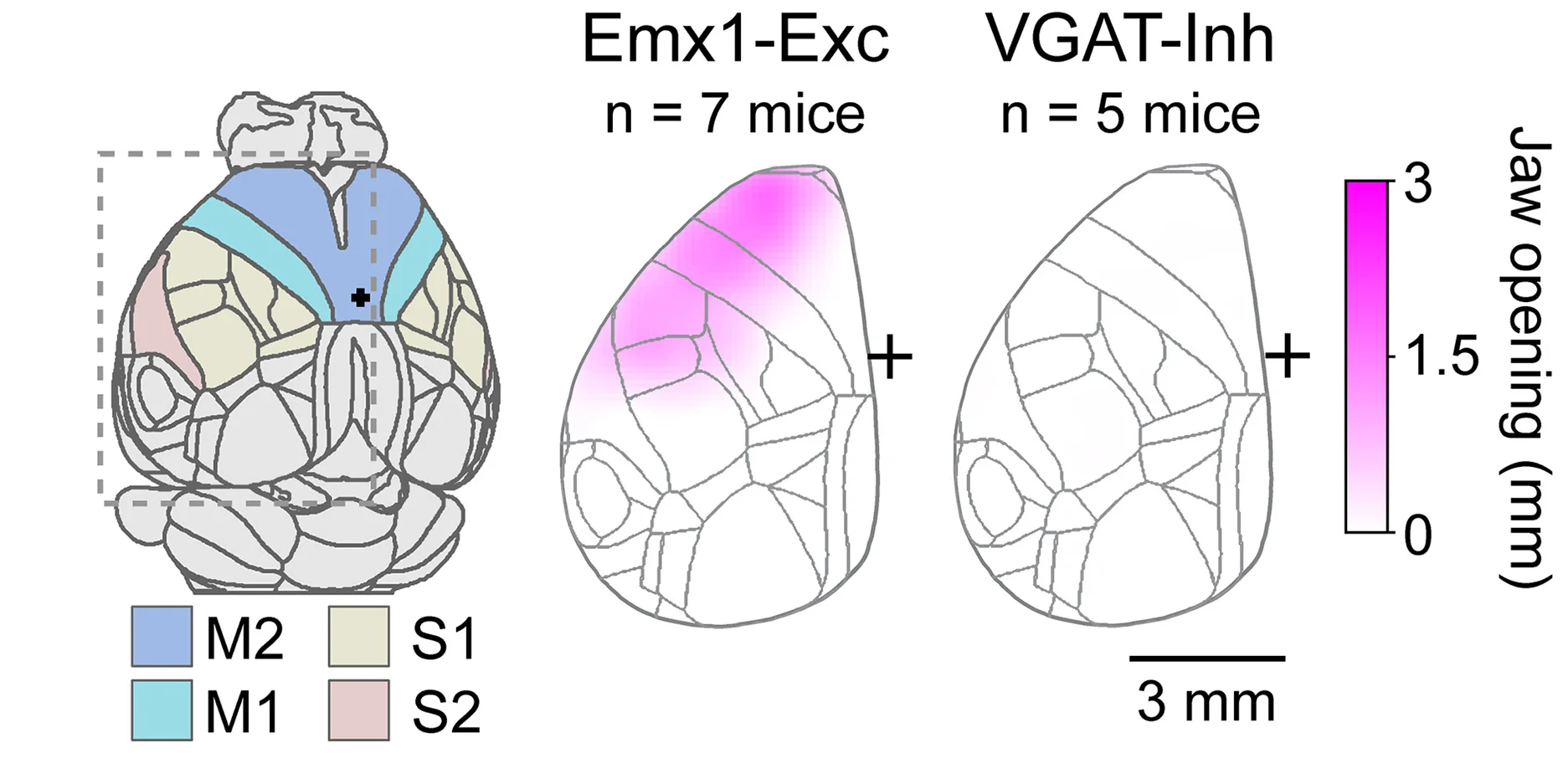 Open access visualization of Heatmap, Allen Common Coordinate Framework, Head Rotation, Motor Map, Cortical Excitatory Neurons