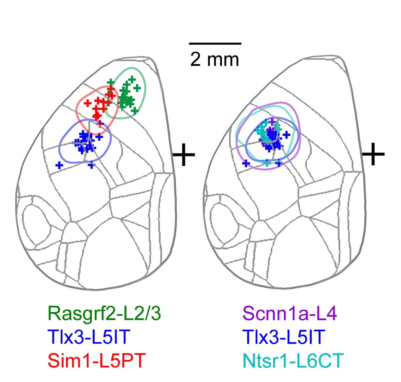 Open access visualization of Scatter Plot, Motor Hotspots, Mouse Lines, Center of Mass, Movement Values