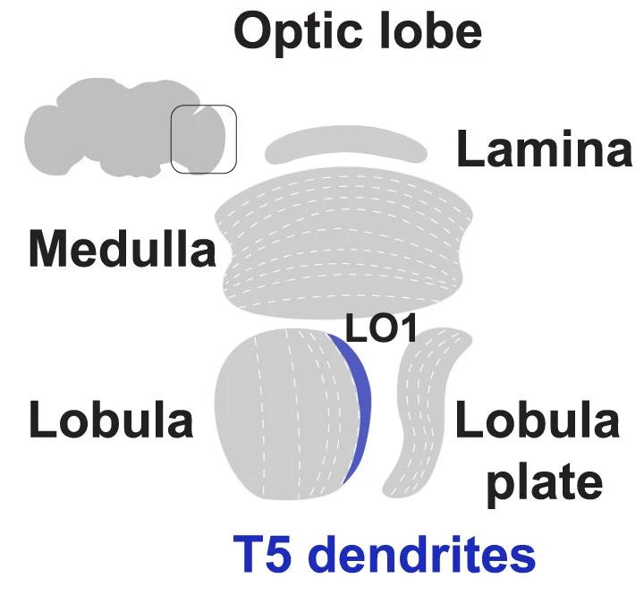 Open access visualization of Illustration, T5 Dendrites, Lobula Layer 1, Drosophila, Optic Lobe