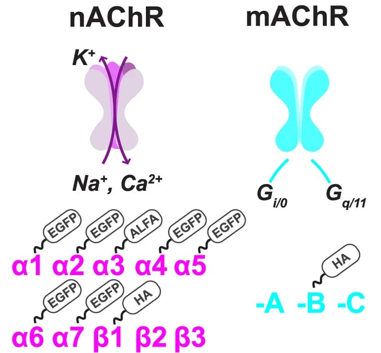 Open access visualization of Illustration, Workflow, Nicotinic Ionotropic Receptors, Muscarinic Metabotropic Receptors, AChRs