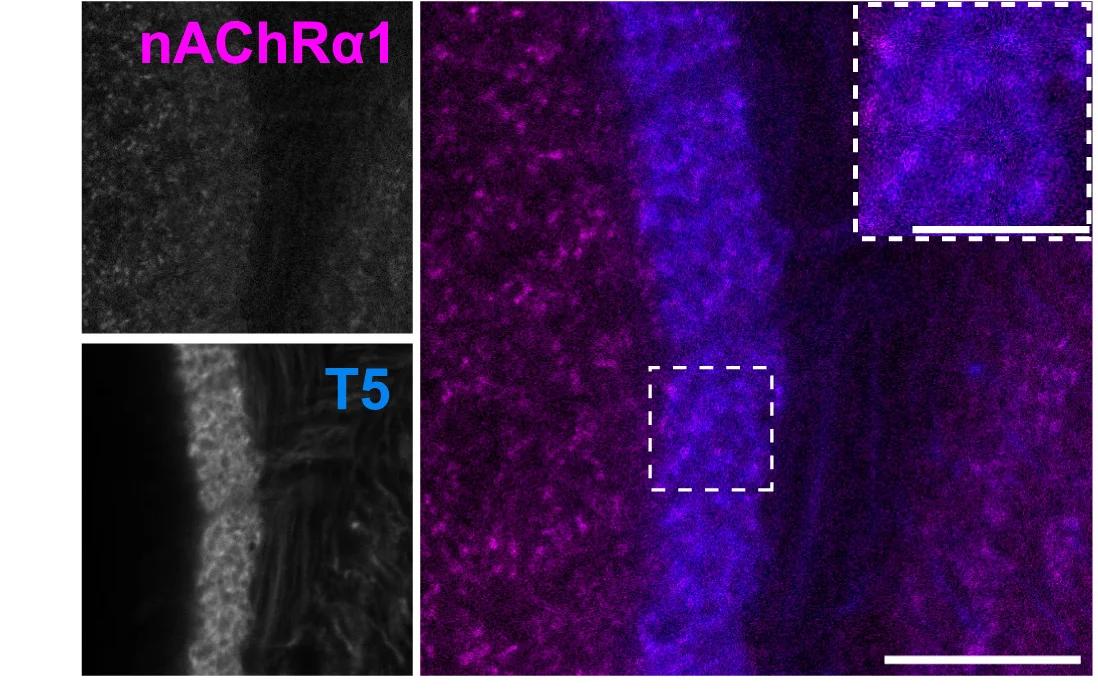 Open access visualization of Microscopy, nAChRa1, T5 Dendrites, nAChR Subunit Expression