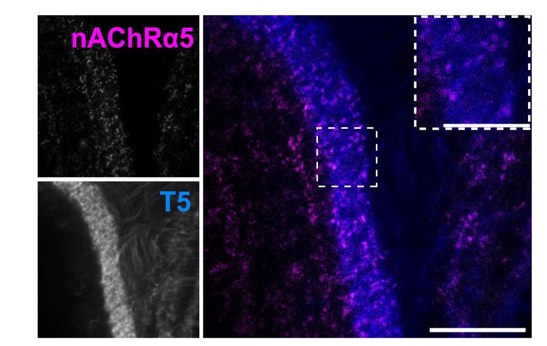 Open access visualization of Microscopy, nAChRa5, T5 Dendrites, nAChR Subunit Expression