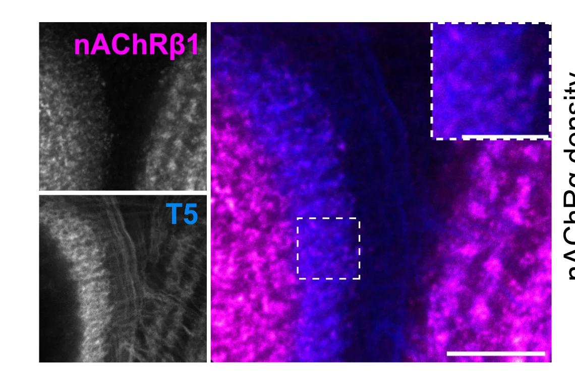 Open access visualization of Microscopy, nAChRb1, T5 Dendrites, nAChR Subunit Expression