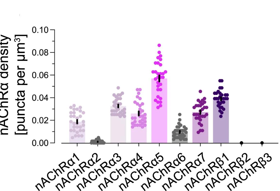 Open access visualization of Bar Plot, Scatter Plot, Error Bars, nAChR Subunit Expression, T5 Dendrites