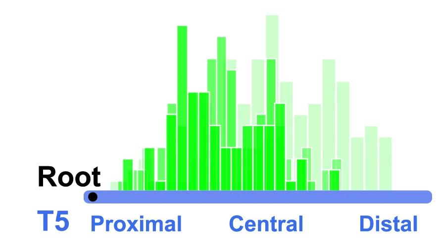 Open access visualization of Bar Plot, Histogram, Tm Synapse Distribution, T5 Dendrites, Tm1 Neurons