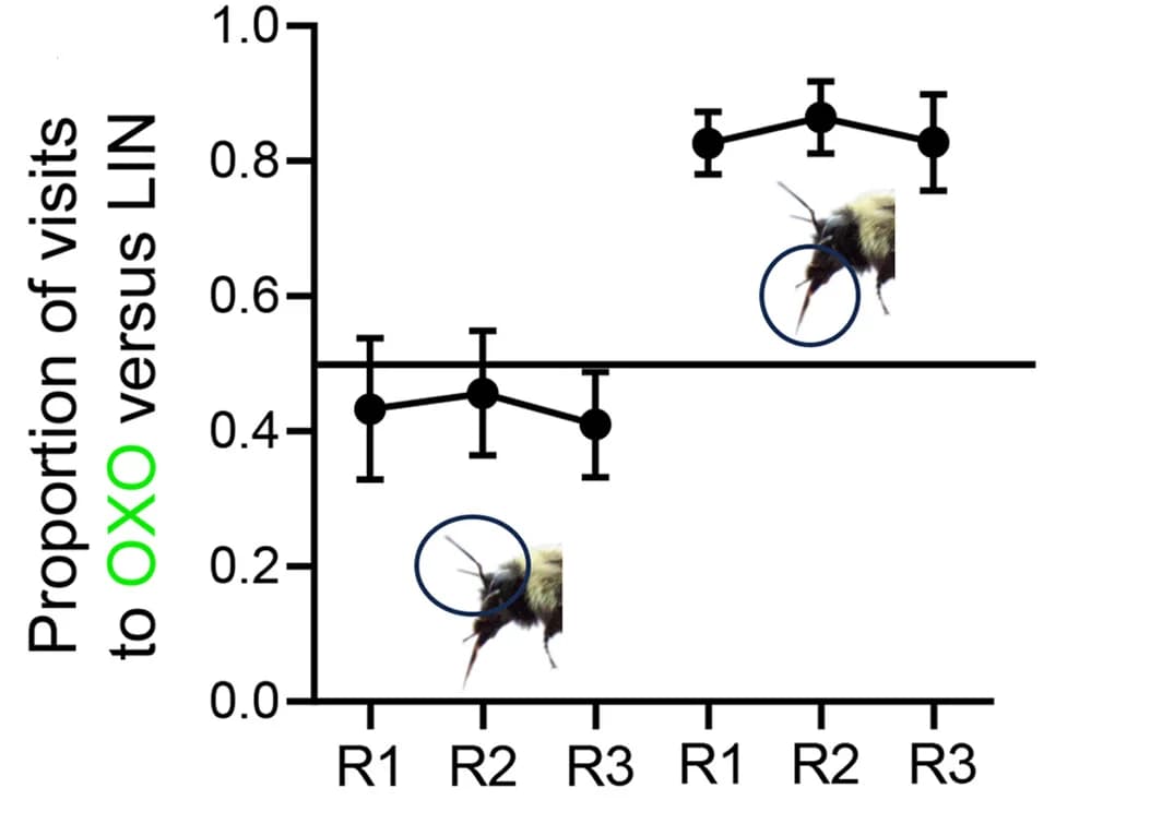 Open access visualization of Line Plot, Error Bars, Bumblebees, Foraging Behavior, Olfactory Cues