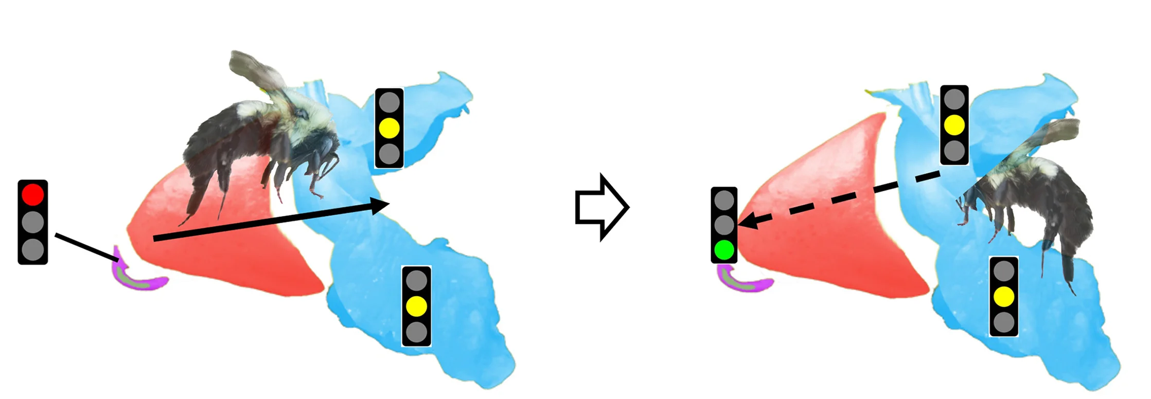 Open access visualization of Workflow, Illustration, Bees, Chemosensory Roadmap, Nectar Rewards