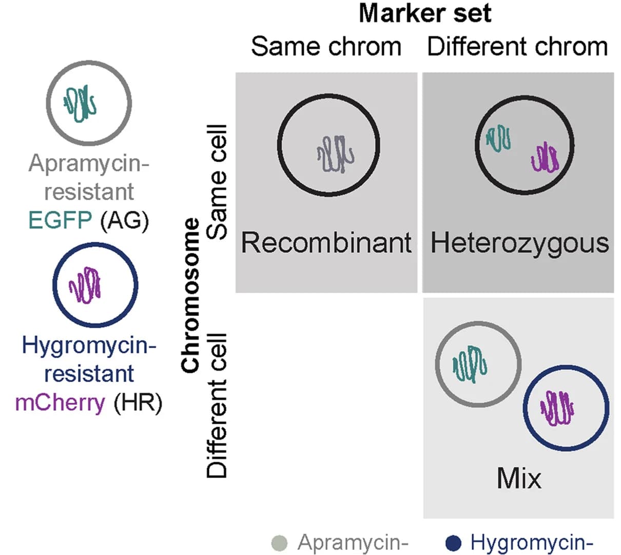 Open access visualization of Illustration, Strain Types, Chromosome Co-Occurrence, Marker Set, Apramycin