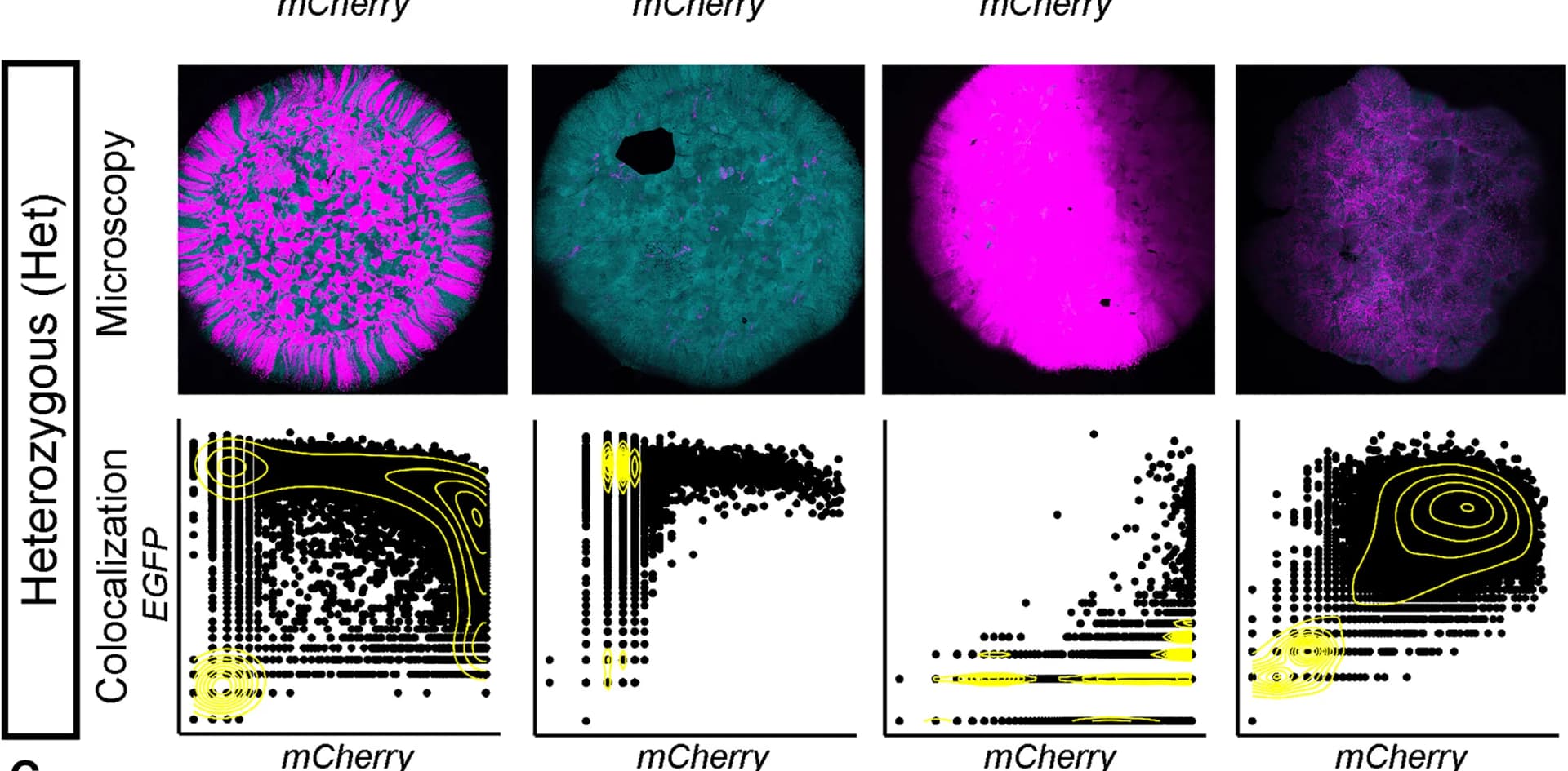 Open access visualization of Microscopy, Scatter Plot, Density Plot, Strain Types, Antibiotics