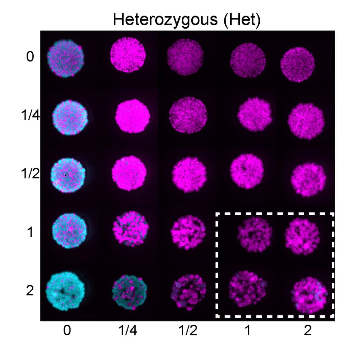 Open access visualization of Microscopy, Heterozygous Strain, MIC, Chromosome Frequencies, Allele Frequencies