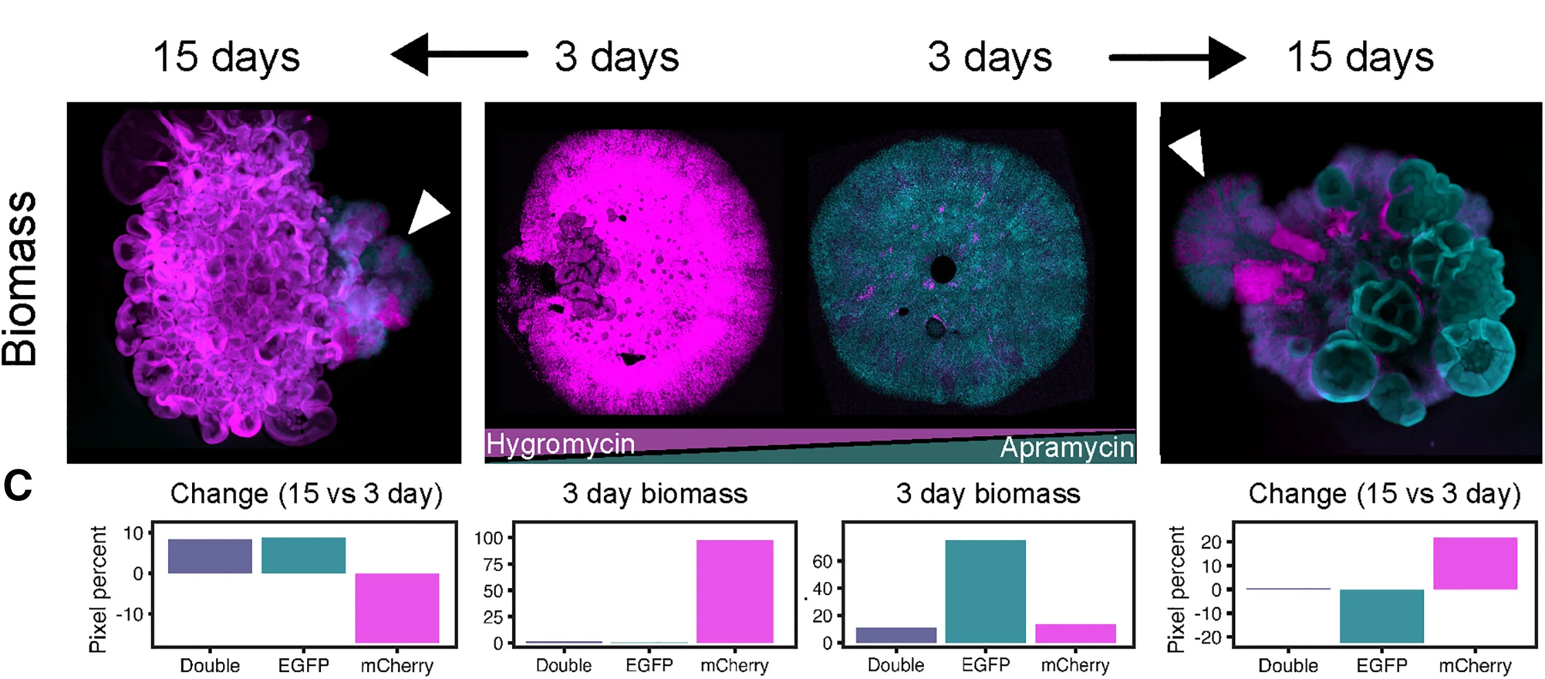 Open access visualization of Bar Plot, Microscopy, Heterozygous Population, Hygromycin, Apramycin