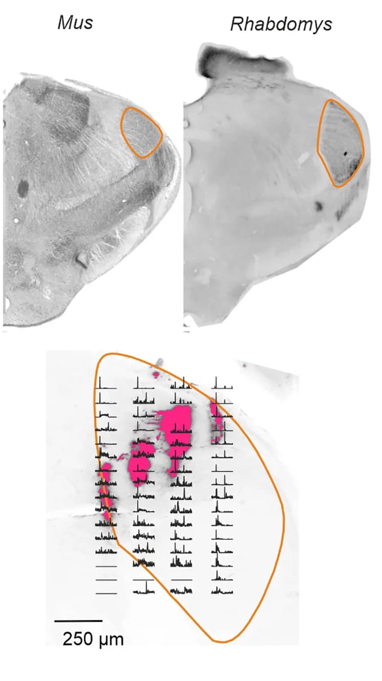 Open access visualization of Microscopy, Line Plot, Coronal Sections, dLGN, Histological Reconstruction