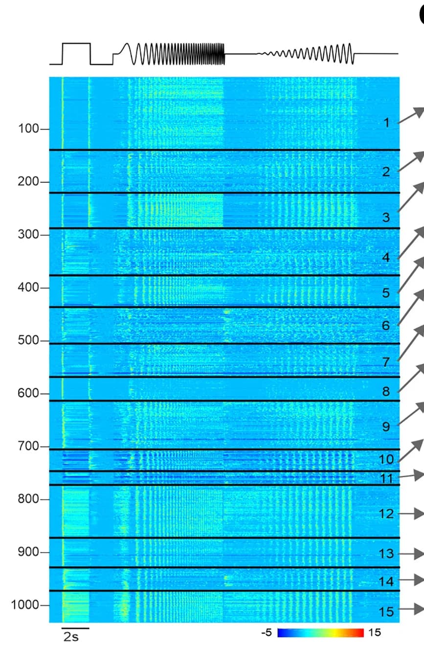 Open access visualization of Heatmap, Line Plot, Normalized PSTHs, dLGN Neurons, Response Cluster