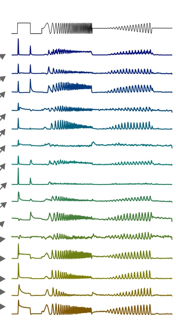 Open access visualization of Line Plot, Mean Response Profile, Normalized Responses, Response Cluster, Stimulus Profile