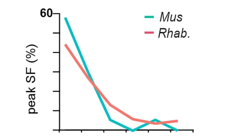 Open access visualization of Line Plot, Neurons, Peak Response, Frequency, Spatial Frequency