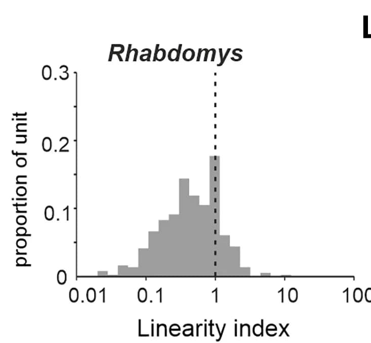 Open access visualization of Histogram, Rhabdomys
