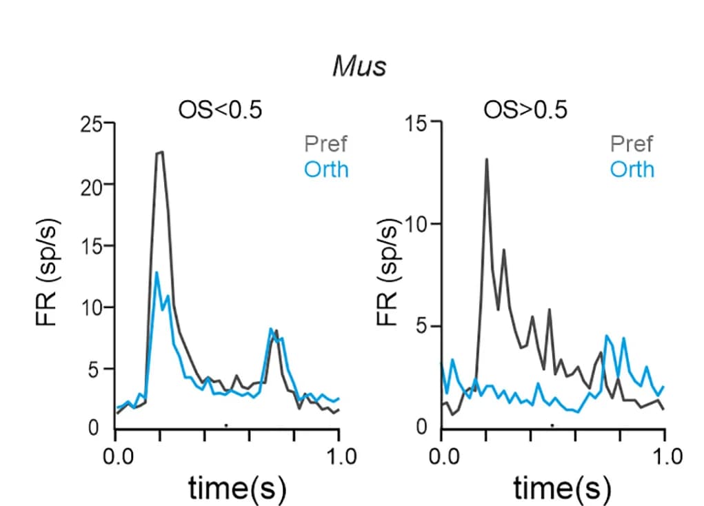 Open access visualization of Line Plot, Mus, Rhabdomys, Neurons, OSI