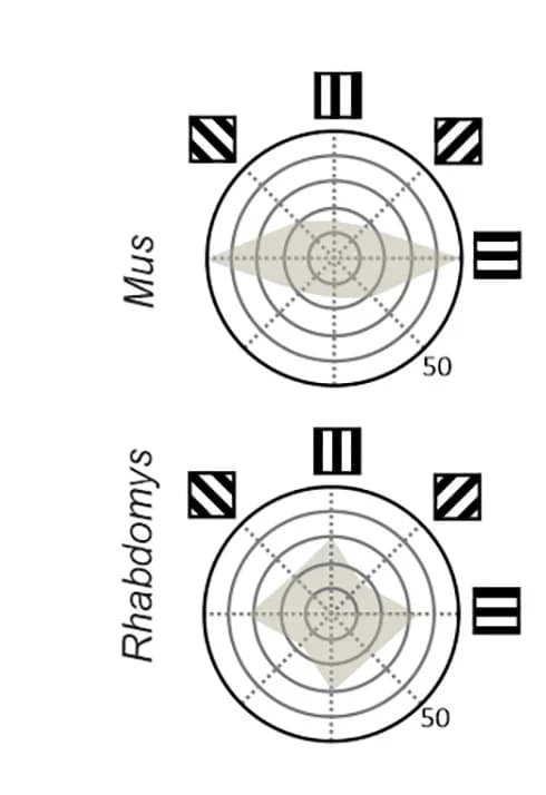 Open access visualization of Radar Chart, Preferred Orientation, Bars, OS Neurons, Mus