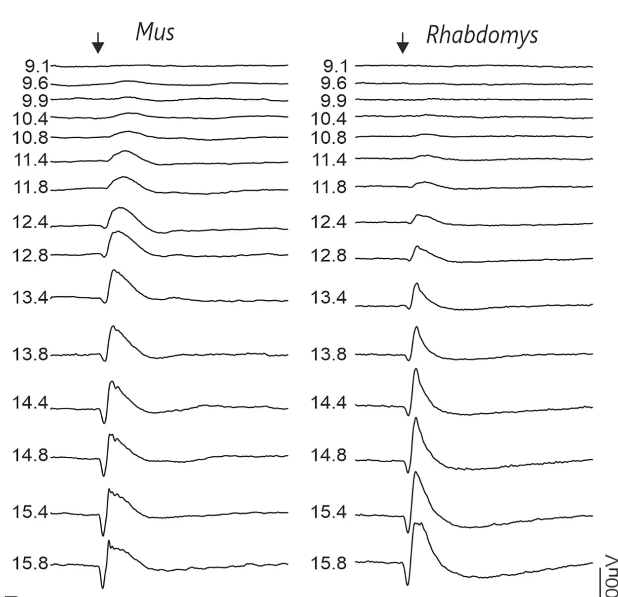 Open access visualization of Line Plot, Electroretinograms, Mus, Rhabdomys, Flash intensities