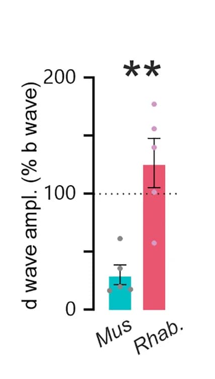 Open access visualization of Bar Plot, Error Bars, Scatter Plot, D-wave Amplitude, B-wave Amplitude