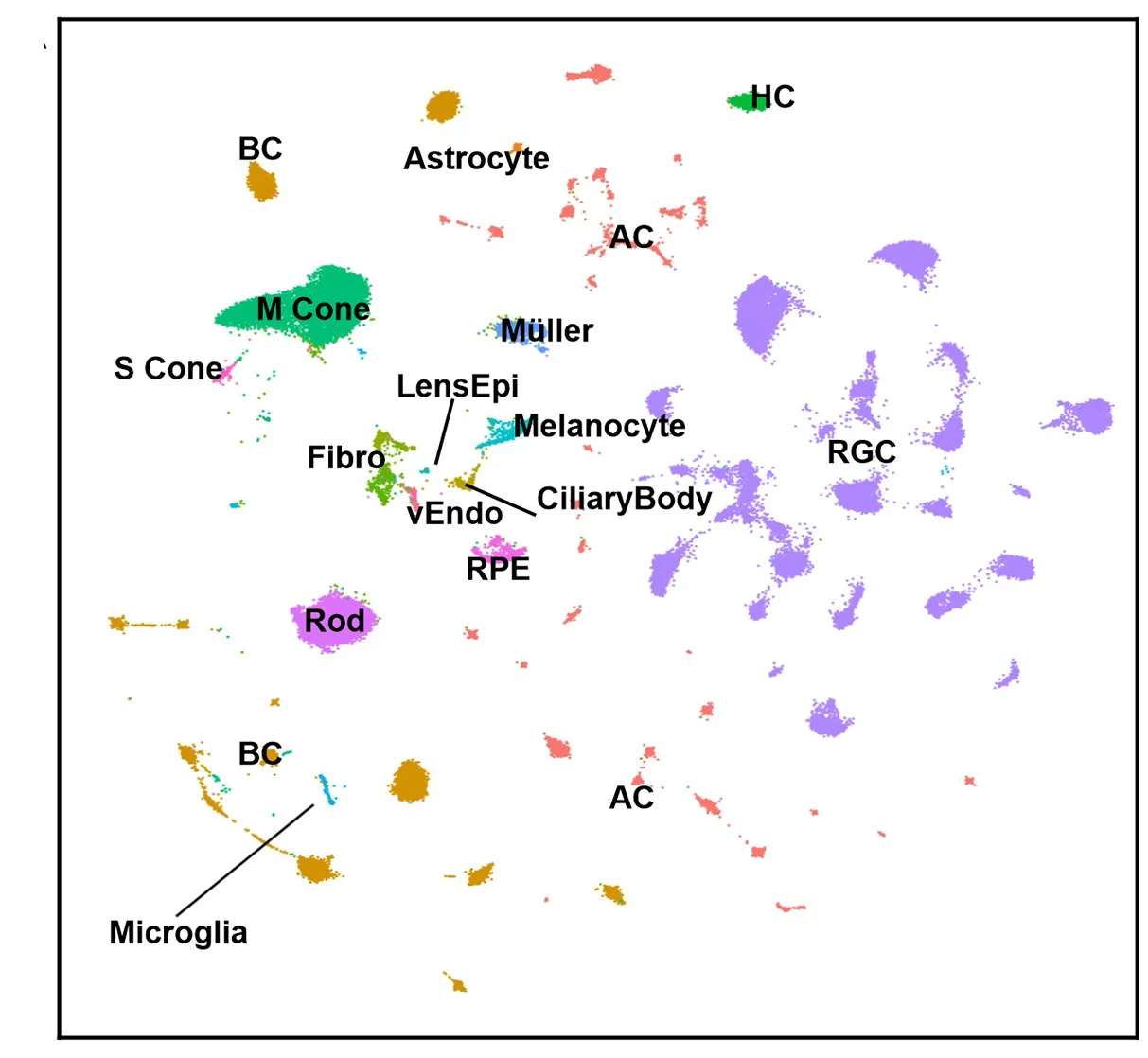 Open access visualization of UMAP, Retinal Cells, RPE, Vascular Endothelial Cells, Lens Epithelial Cells