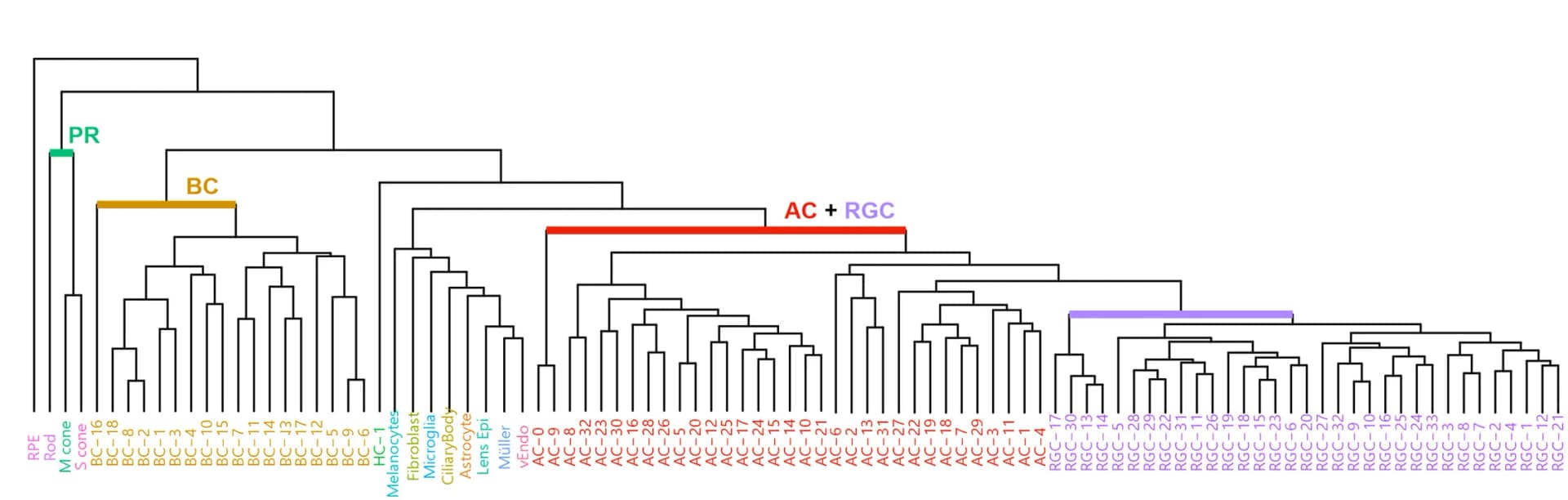Open access visualization of Workflow, Flowchart, Dendrogram, Cell Clusters, Cell Classes