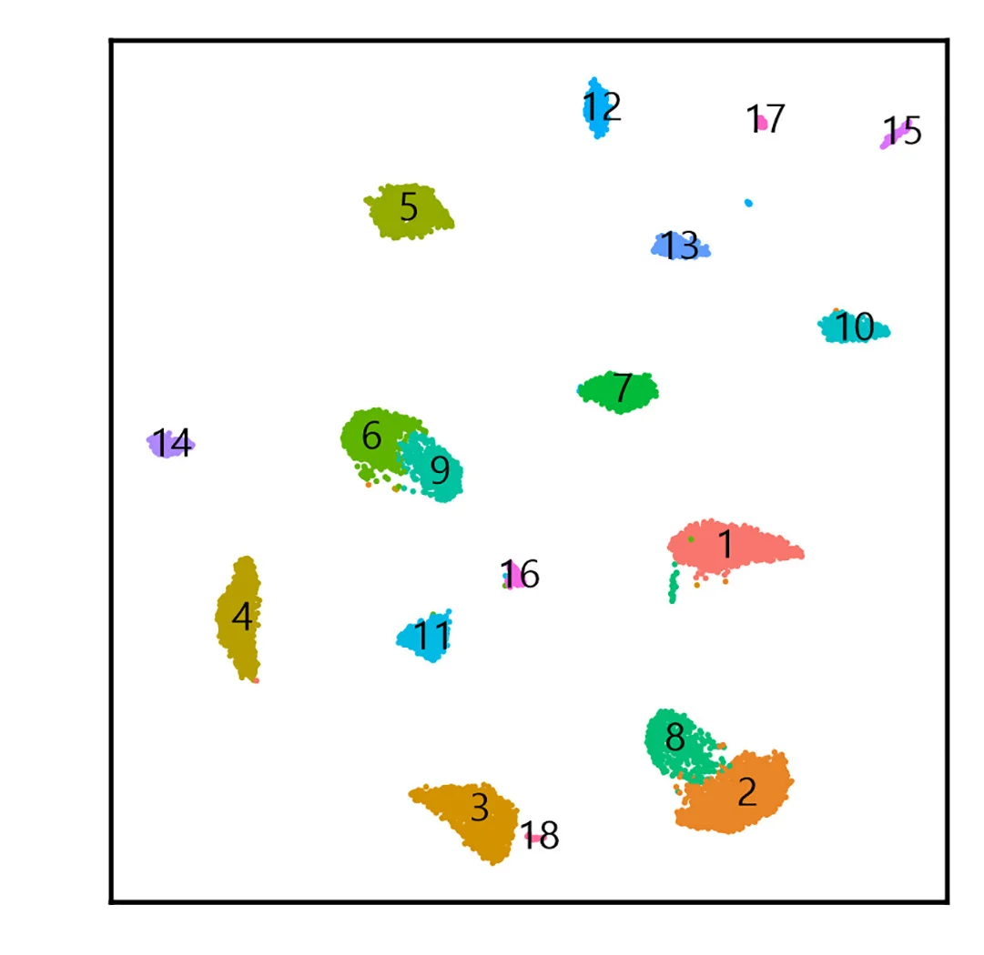 Open access visualization of Scatter Plot, UMAP, PCA, Cell Clustering, Rhabdomys BCs