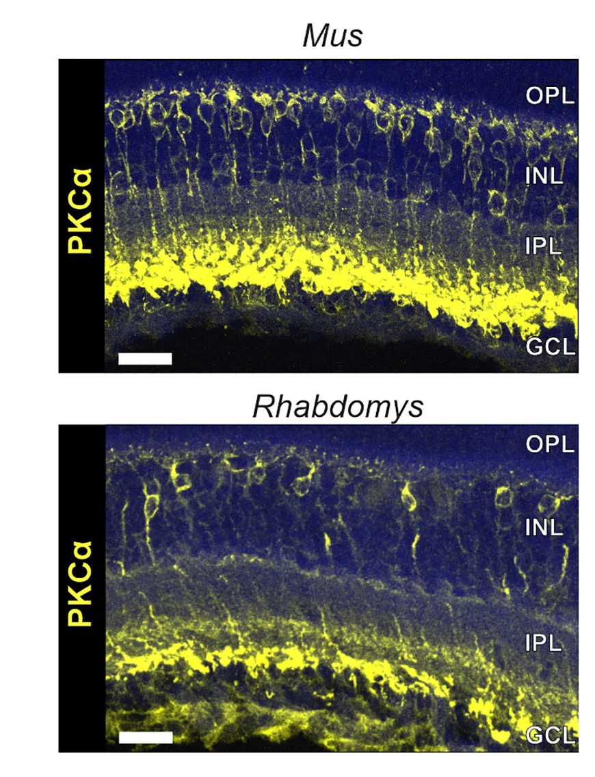 Open access visualization of Microscopy, Transverse Sections, Mus, Rhabdomys, PKCα