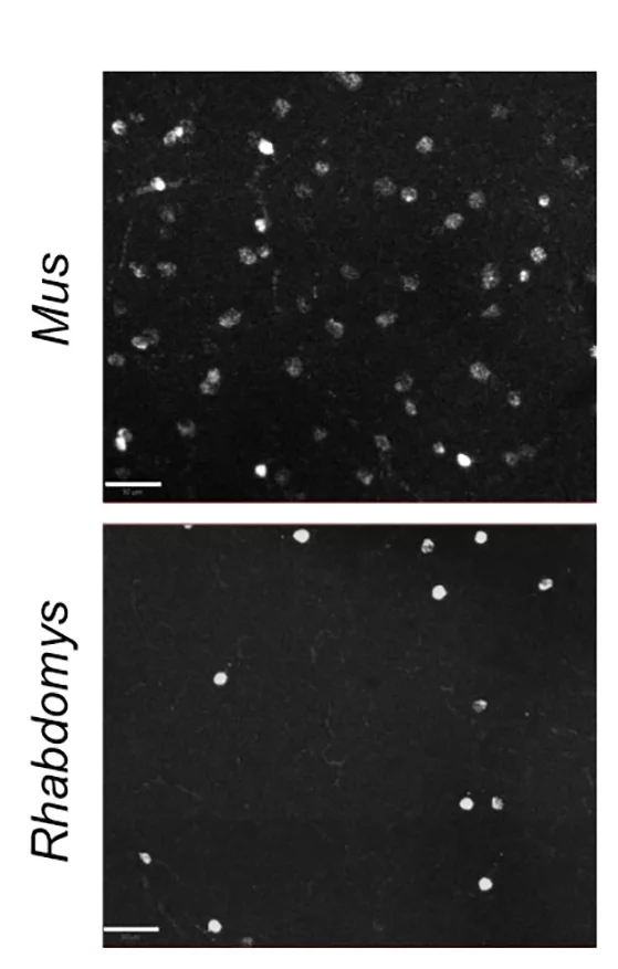 Open access visualization of Microscopy, HCR-FISH, Mus, Rhabdomys, Retinal Wholemounts