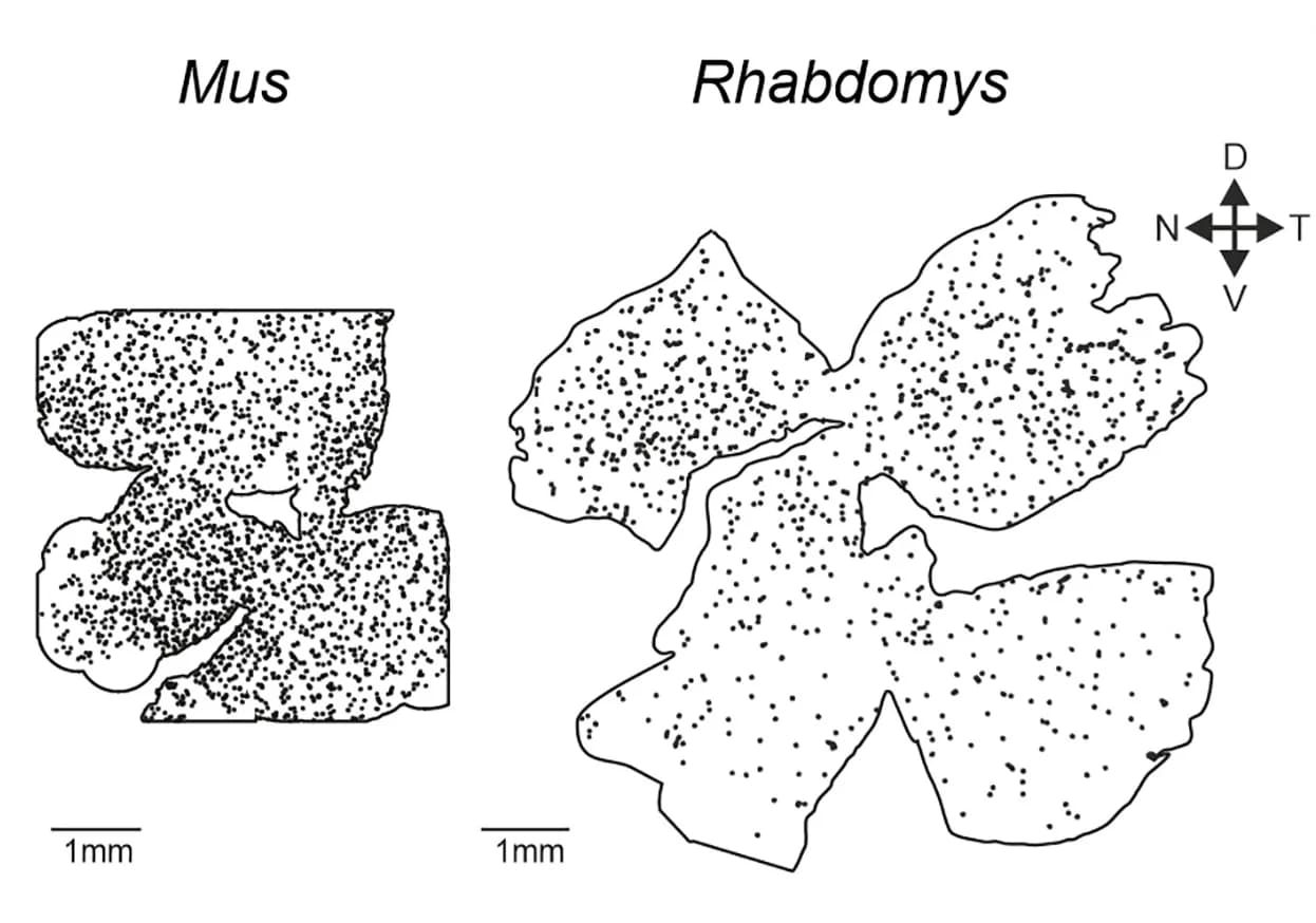Open access visualization of Scatter Plot, Opn4+ RGCs, Retina, Mus, Rhabdomys