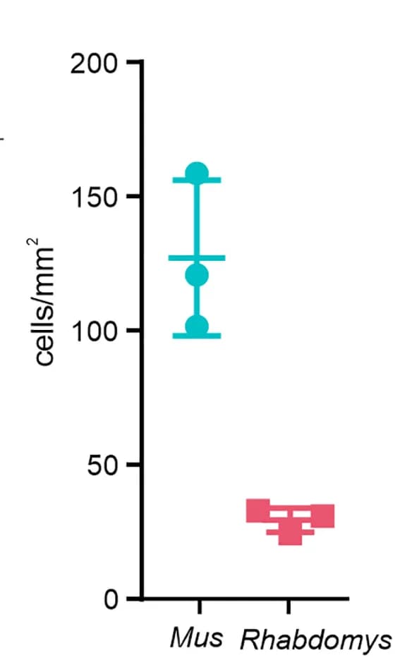 Open access visualization of Bar Plot, Error Bars, Opn4+ Cells, Retinal Wholemounts, Mus
