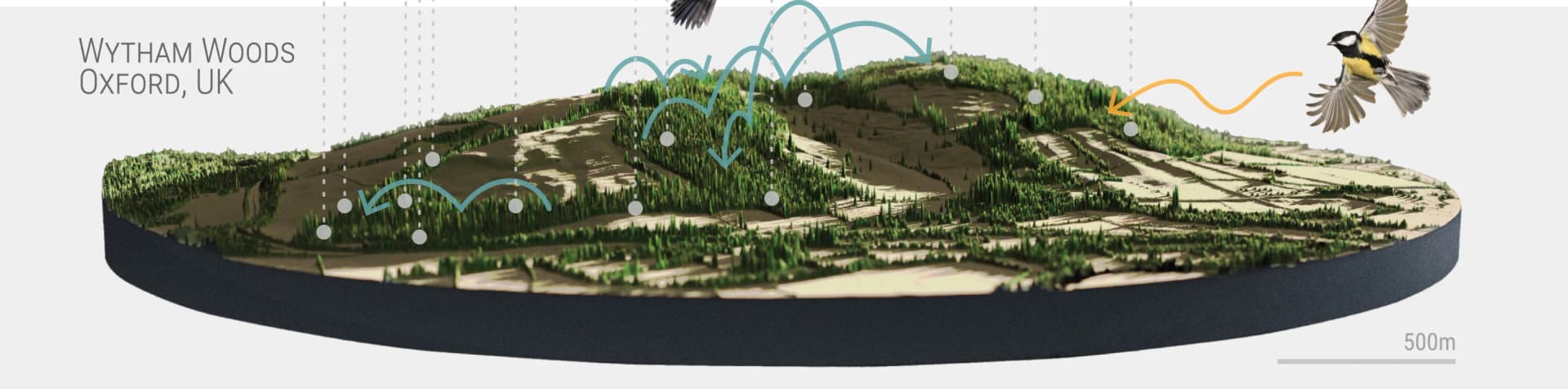 Open access visualization of Geo Map, Wytham Woods, LiDAR Data, Natal Dispersal, Immigration