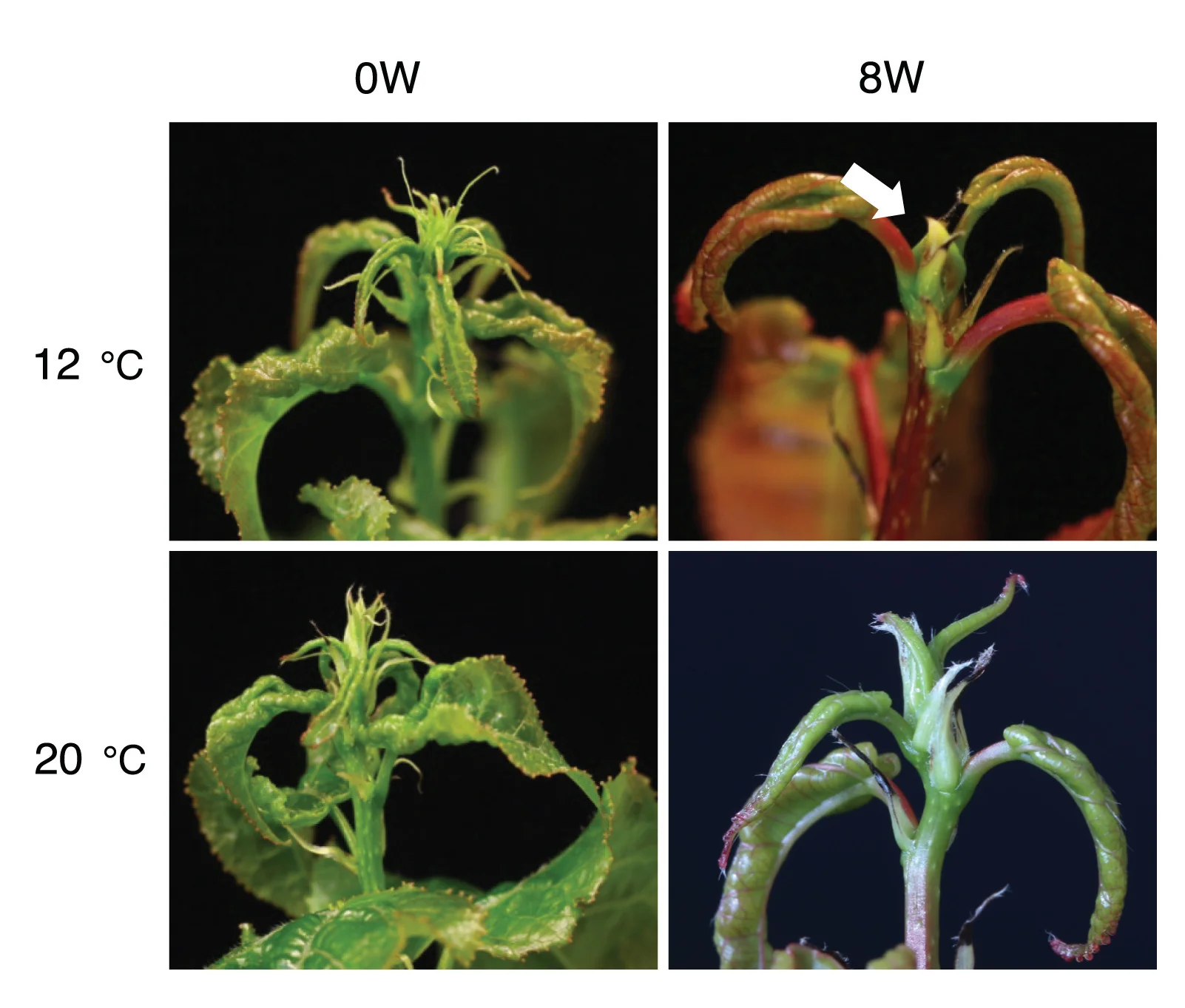 Open access visualization of Photo, Shoot Apices, Wild-Type Plants, Low Temperature, Normal Temperature