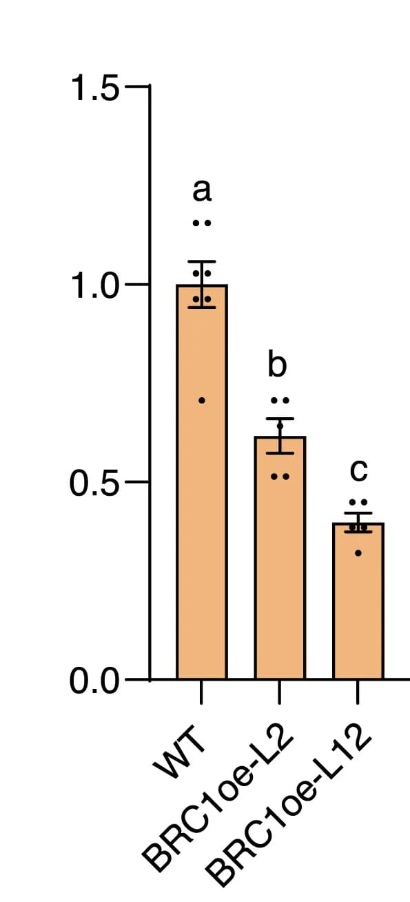 Open access visualization of Bar Plot, Error Bars, Leaves, Bud Set, LT