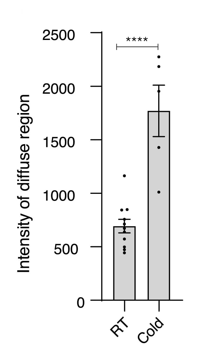 Open access visualization of Bar Plot, Error Bars, Scatter Plot, Intensity, Diffuse ELF3-YFP