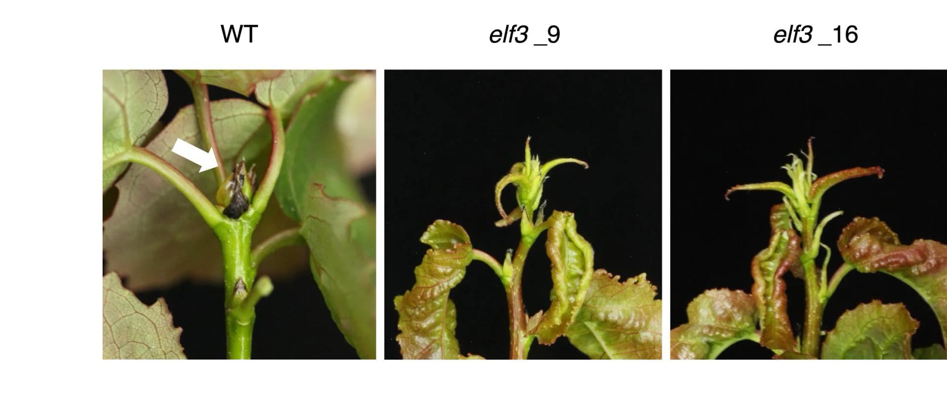 Open access visualization of Photo, Shoot Apices, WT Plants, elf3 Plants, Low Temperature