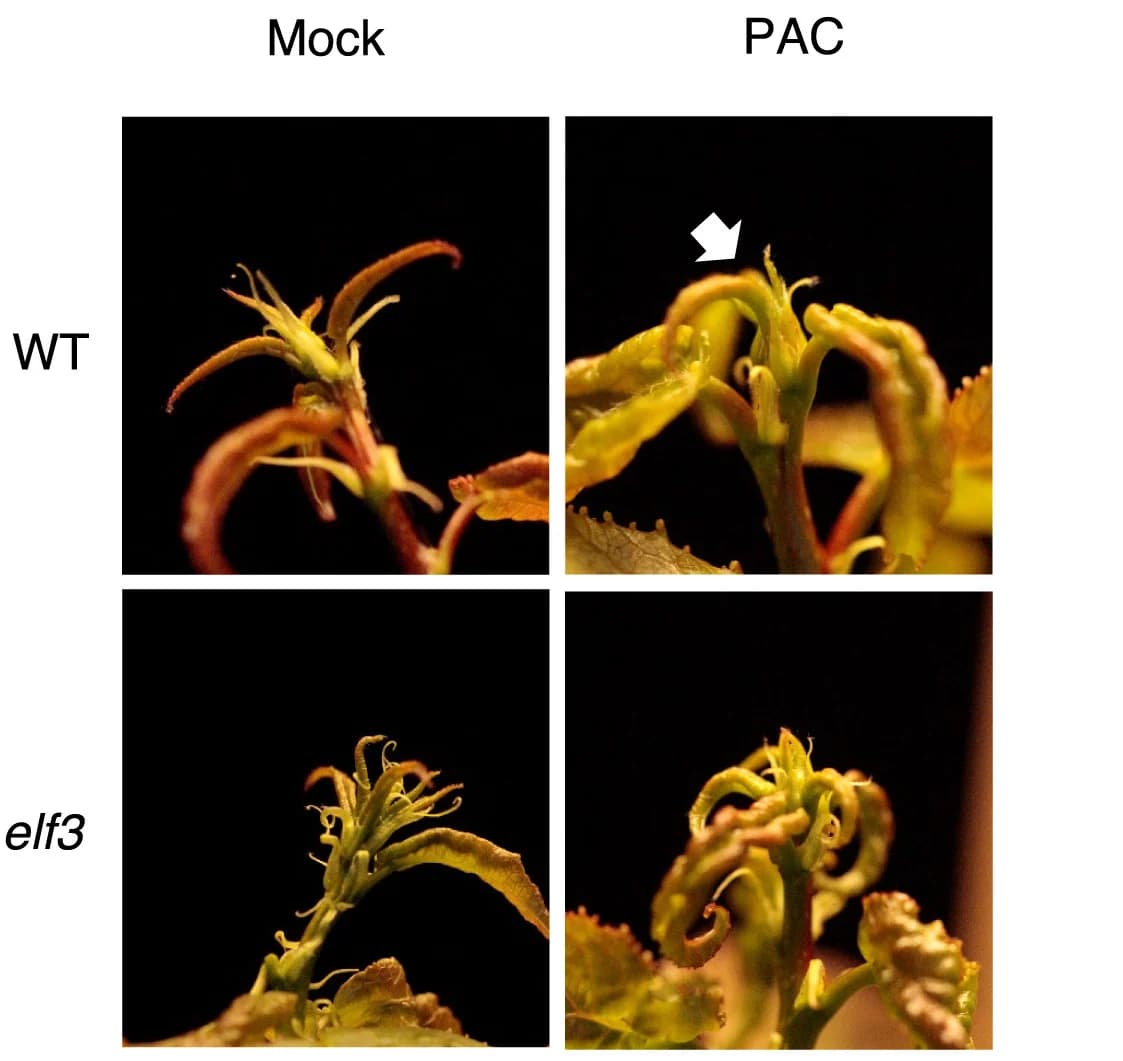 Open access visualization of Photo, WT, elf3, Shoot Apices, LT