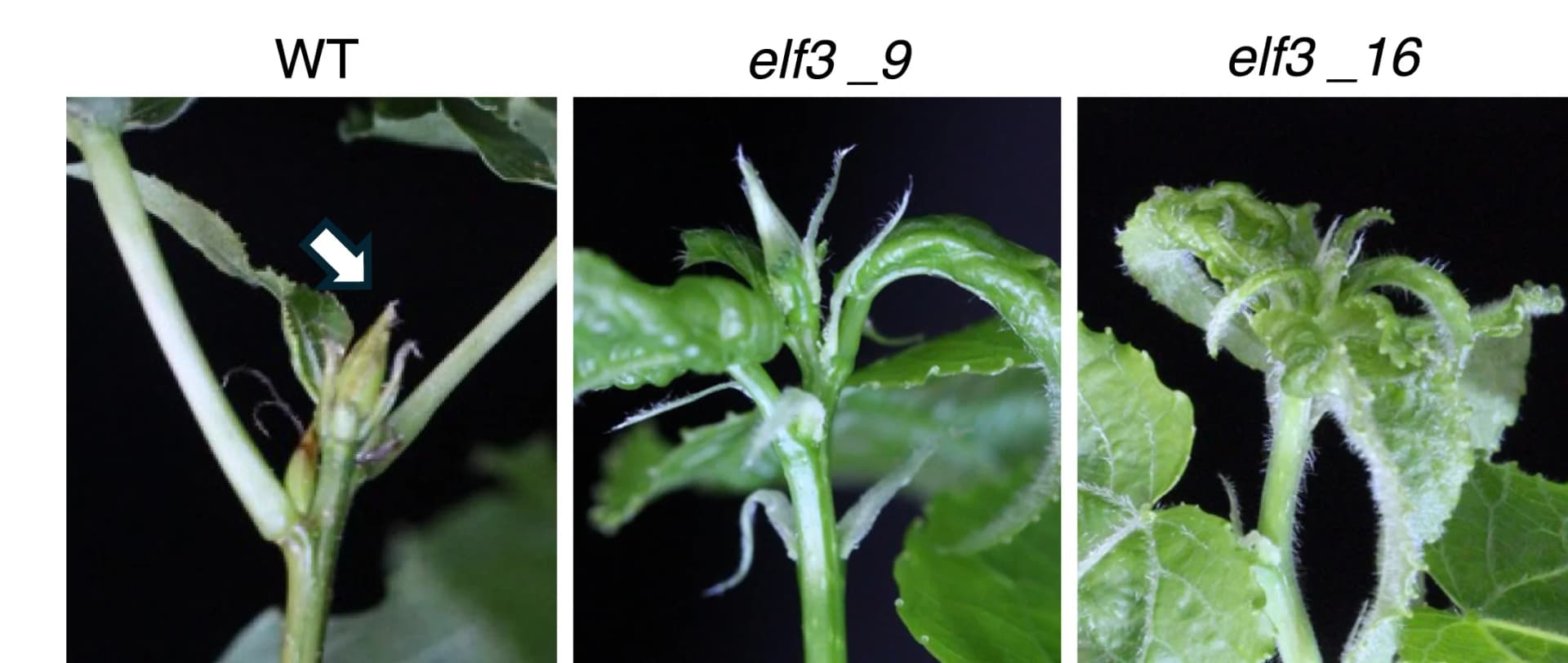 Open access visualization of Photo, Shoot Apices, Wild Type, elf3 Plants, SD Conditions