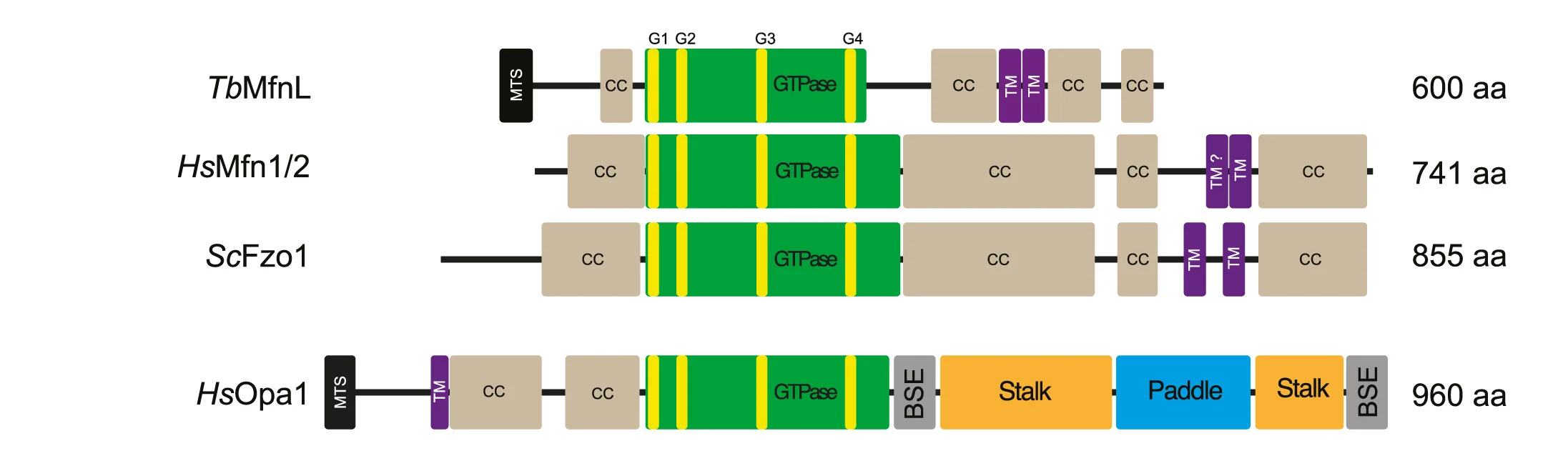 Open access visualization of Illustration, Mitochondrial Dynamin Superfamily Proteins, DSPs, T. brucei TbMfnL, Human Mitofusin 1 or 2