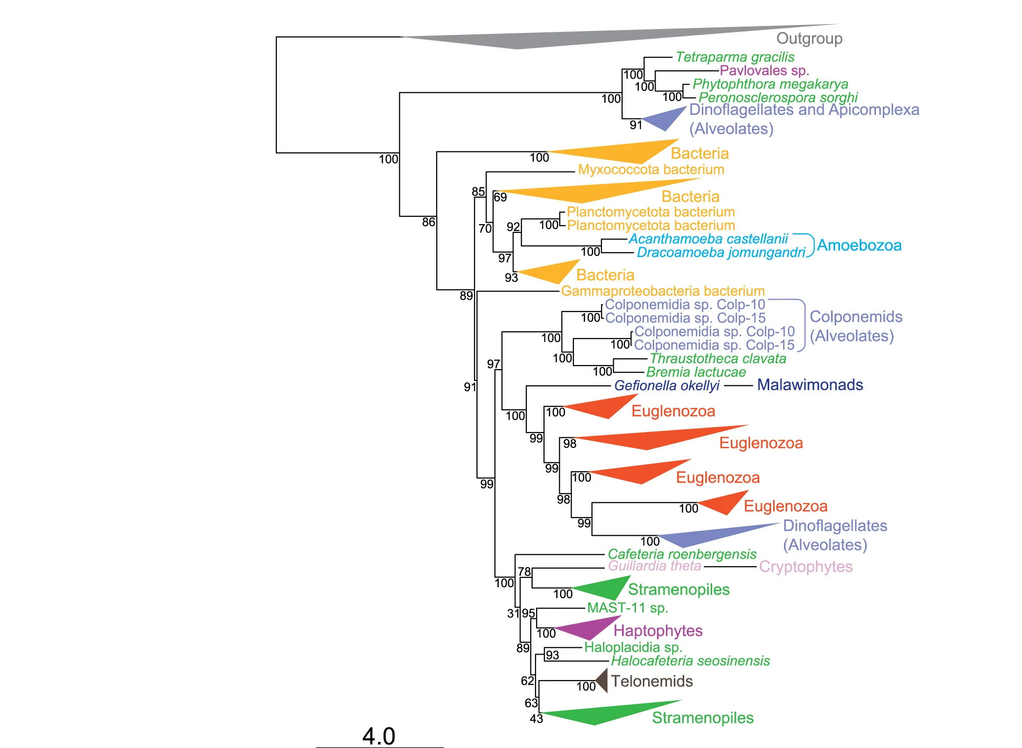 Open access visualization of Pathway, Phylogenetic Tree, Eukaryotic DSPs, Prokaryotic DSPs, LG+C60+G4 Model