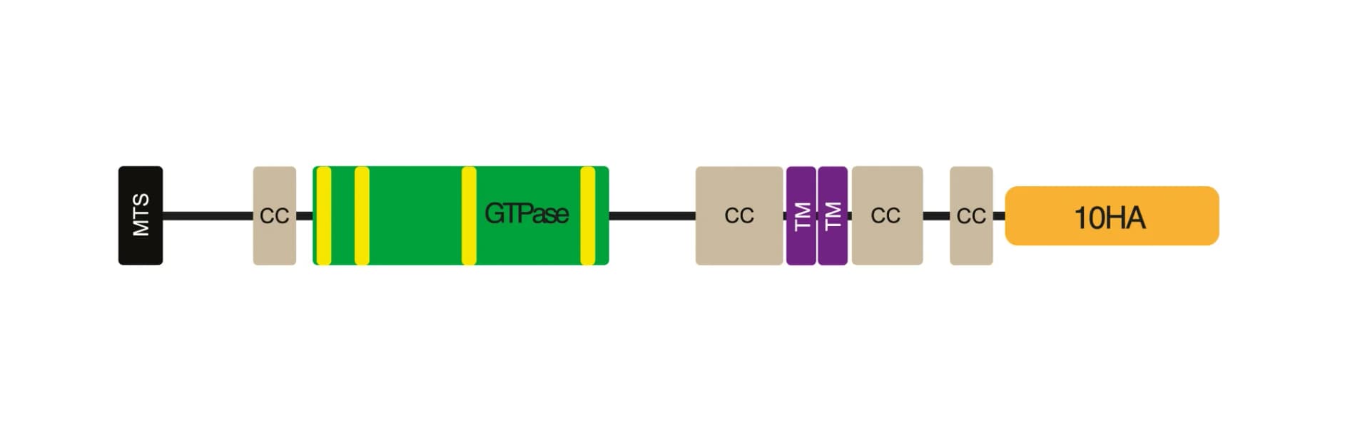 Open access visualization of Illustration, TbMfnL, HA Tag, Alleles, Endogenous Tagging