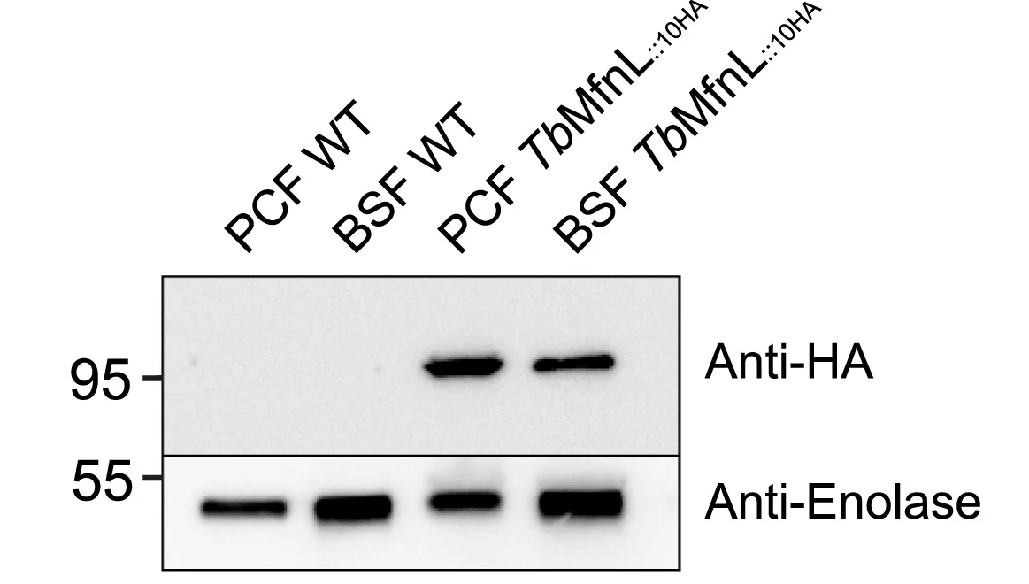Open access visualization of Gel, Western Blotting, Whole-cell Extracts, T. brucei, Procyclic Form